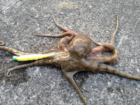 予定変更の姫路行き